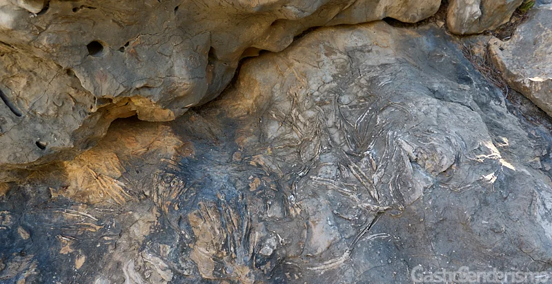 Fósiles de bivalvos condrodontos del Cretácico Inferior incrustados en roca caliza en la ruta del Faro del Albir